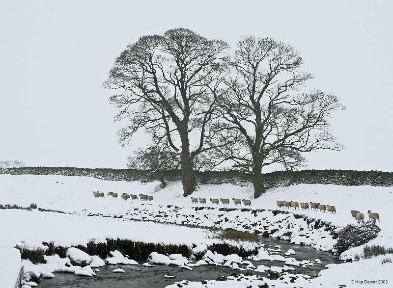 Sheep-Tree-2.jpg - "Sheep in Snow"  - by Nita Dewar Sheep at Long Preston Beck